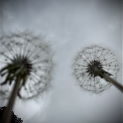 too many gone words by Jane Brindisi Crevier, music by Mark Cutler