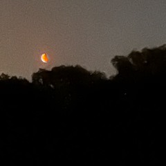 nobodylikesbirdie - RPST