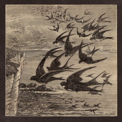 Copy of Little Birds
