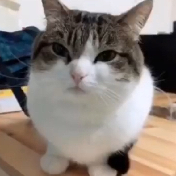 Sweet Caroline (Diagnostix Bootleg) (Relevant Mix)