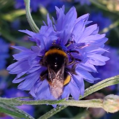 Bumble Bee