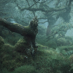 The Haunted Rainforest