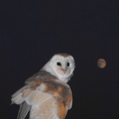 feelins changin [prod. julioo!]