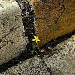 فجرية_أحمد البيطار.