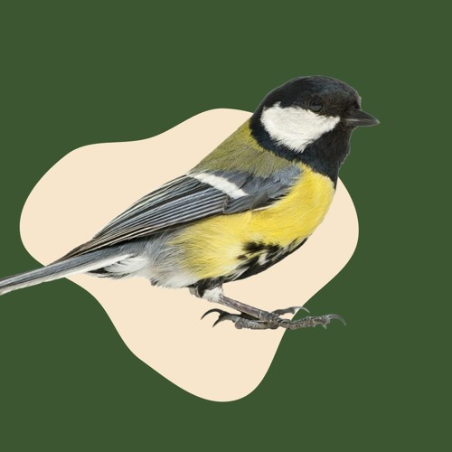 Синиця Велика - Parus Major