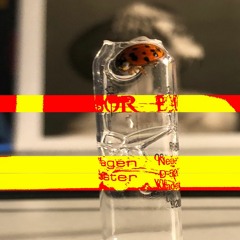 3000 Insects In My Head