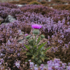 Highland Dreams