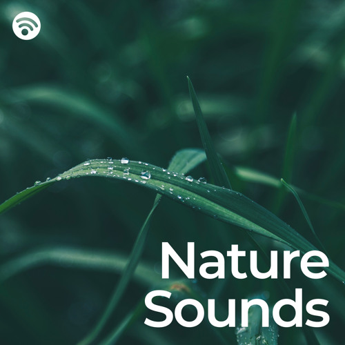 Stream Relaxing Nature Sounds (No Fade, Loopable) by Sons da Natureza