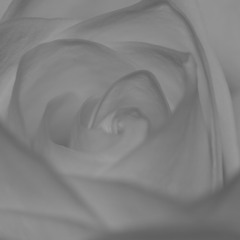 251109 - Marsupial Rose