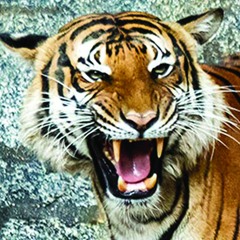 Die überleben werden [selbst Katzen miauen] ... (M+T:KR 2025)