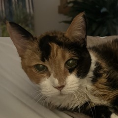 Pelican surfing birds