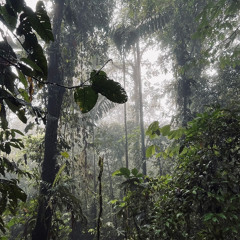 Tesoro -  Dusk in the primary forest