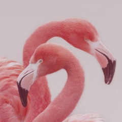 Nobody Feat. Ana Suite and Dominic Wilson