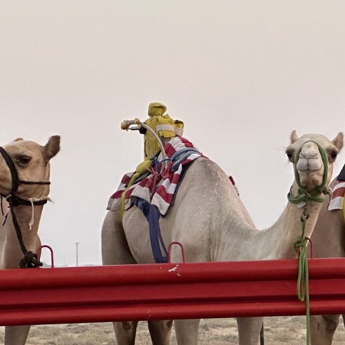 محبين القلايل ~ صالح الـ مانعه