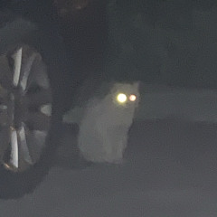 검정치마 - 피와 갈증(cover)