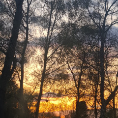 ⦁︎◖︎baobabian (remaster.v1)◗︎⦁︎. ֯●︎