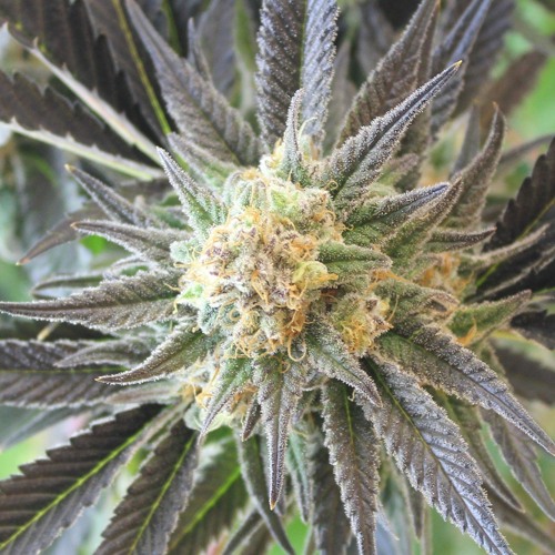 Smokin (Instrumental)