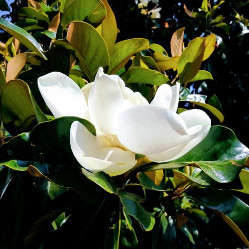 Magnolia