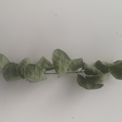 that order (cur$ed remix final)