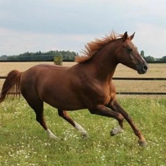 Chansons de Goûttes et Galope petit cheval