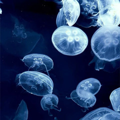 ネオンサイン / NeonSign - Яu-a (slowed)