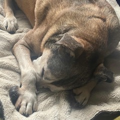 Living room - Grouper cover