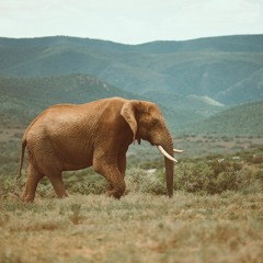 stampede (B.I.G)