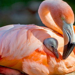 Flamingo Nest ´N Rest