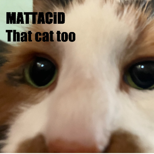 That cat too