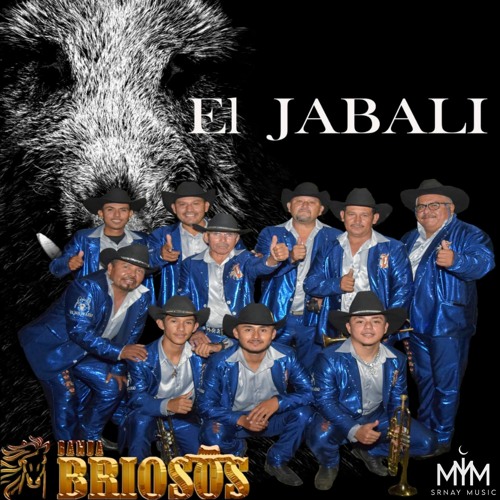 Stream Samba Do Brasil by Banda Briosos | Listen online for free on ...