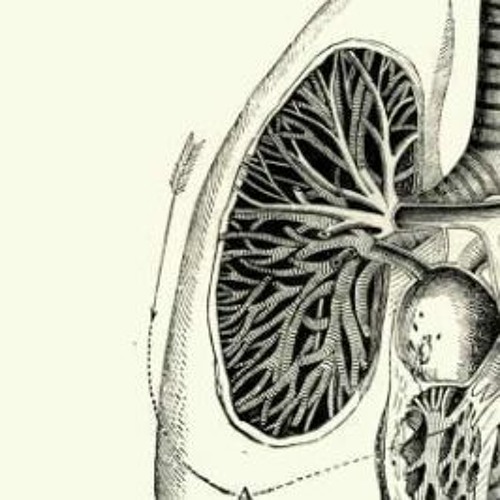 LUNG