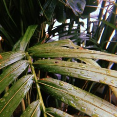 rainy day