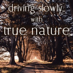 driving slowly.. with true nature