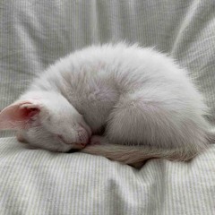 Nap music