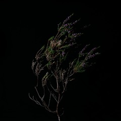 TRACK PREMIERE : Jónsi, Sin Fang, Alex Somers, Kjartan Holm - Beitilyng