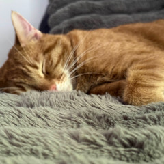 pip is so cute i love pip