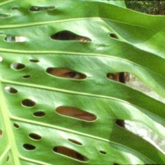 Los Sueños Son Sueños (con Niñosindigo)