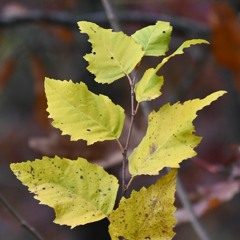 Autumnal