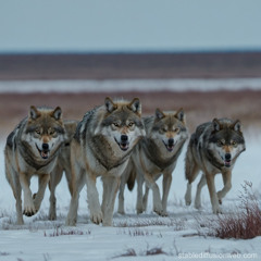 The Wolf Hunt