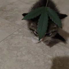 ONLYWEED