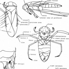 Pitch Study No.2 / The 88 Piano Keys