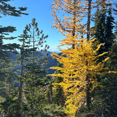 I. Macrophyllum Rainforest