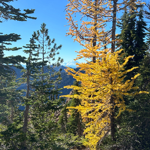 I. Macrophyllum Rainforest