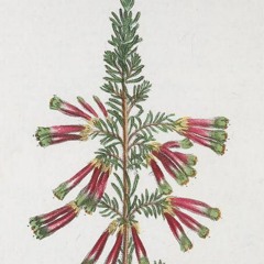 hk_fantaisies_tracks_390