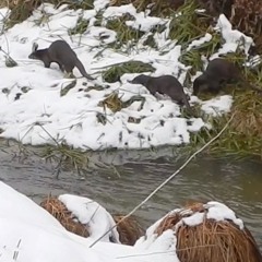 Otter family | Fischotter (Lutra lutra)