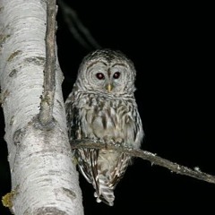 Solitary Barred Owl and Crickets Calling at Night (10:15pm)