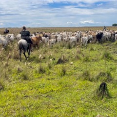 Fiesta De Joropos (Guacharaca, Merecure, El Gavilán y Seis Por Derecho)