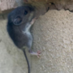 potatoes (prod. neverforever) ###spotify link in description###