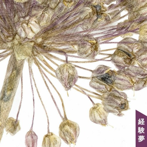 Allium
