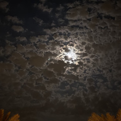 احبك
